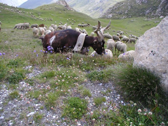 2006-07-15_21 - Router des Grandes Alpes