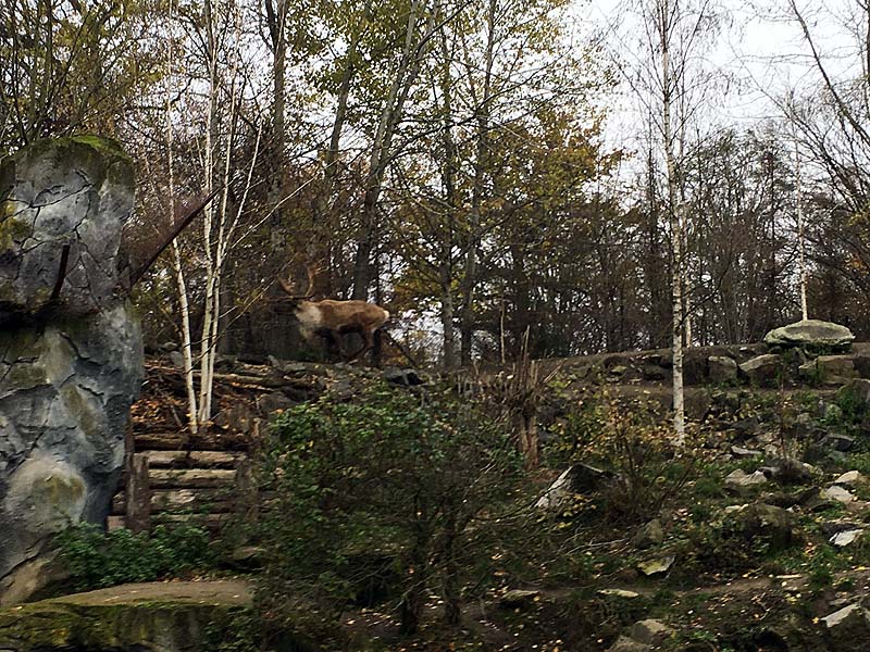 2019-11-23 Weihnachtsfeier in Isernhagen